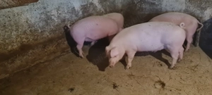 Porci Landrace 60-90kg - imagine 2