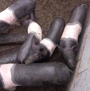 Purcei de vanzare - imagine 4