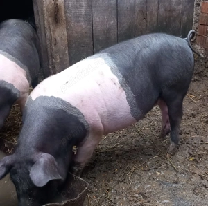 Purcei de vanzare - imagine 2