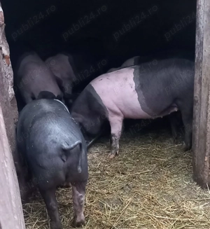 Purcei de vanzare - imagine 3