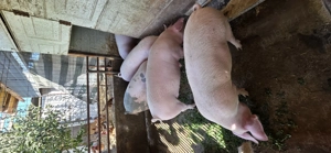 Porci de vanzare - imagine 3