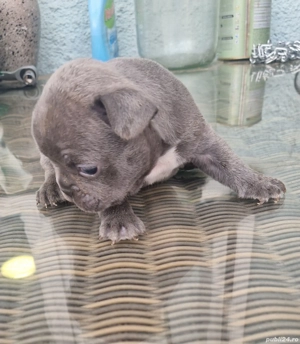 Buldog francez   - imagine 5