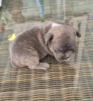 Buldog francez   - imagine 4