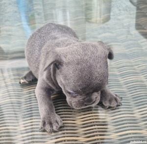 Buldog francez   - imagine 2