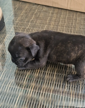 Buldog francez   - imagine 3