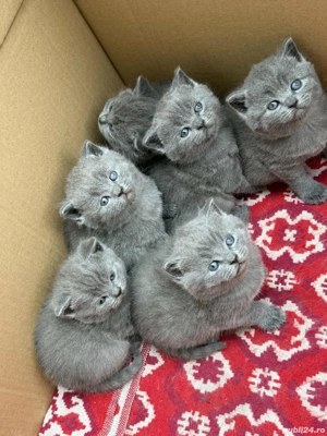 British Shorthair Blue 