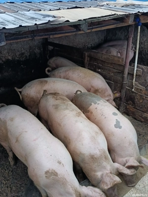porci de vanzare - imagine 2