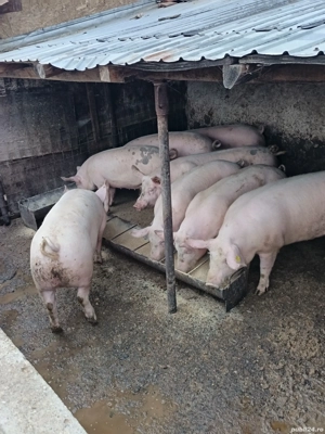 porci de vanzare - imagine 4