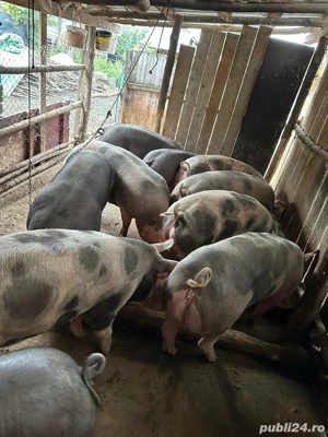 Vand porci  - imagine 3