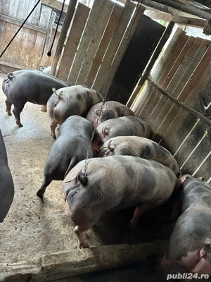 Vand porci  - imagine 4