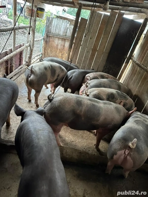 Vand porci  - imagine 5