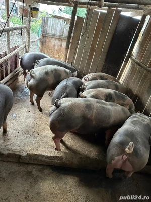 Vand porci  - imagine 2