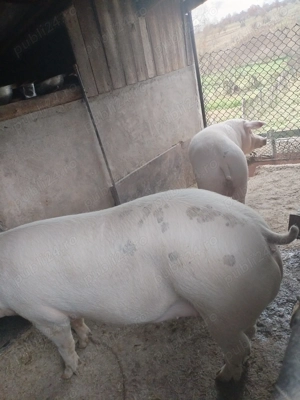 Vând porci de carne  - imagine 2