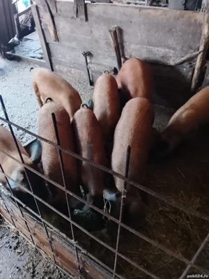 Vand porci si purcei - imagine 4