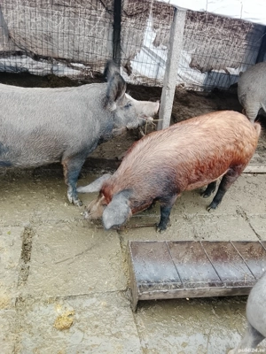 Vand porci si purcei - imagine 5