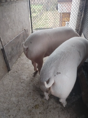 Vând porci de carne  - imagine 4