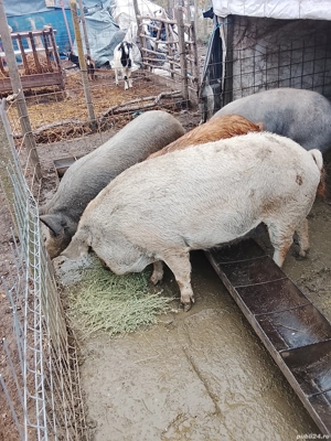 Vand porci si purcei - imagine 2