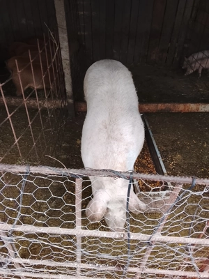 Vand porci si purcei
