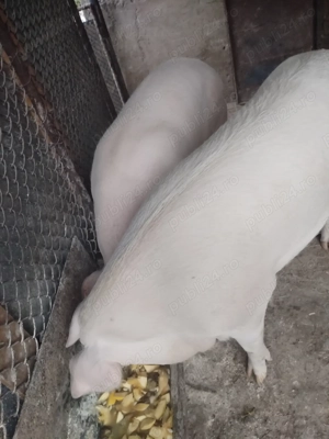 Vând porci de carne  - imagine 3