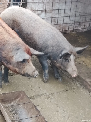 Vand porci si purcei - imagine 3