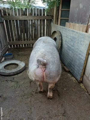 Porc mare, rasa de carne - imagine 3