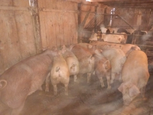 Vând porci  - imagine 5