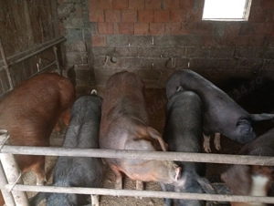 Vând porci  - imagine 3