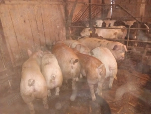 Vând porci  - imagine 4