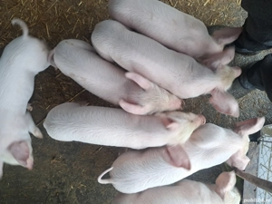 vind purcei - imagine 6