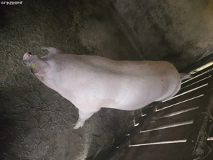 porc pentru Cracium - imagine 2