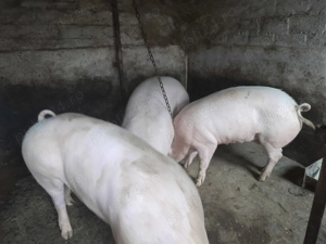 Vand jumate porc - imagine 4