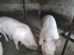 Vand jumate porc - imagine 3