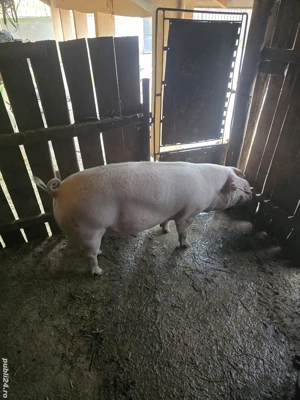 porc pentru Cracium - imagine 3