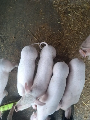 vind purcei - imagine 2