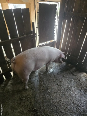 porc pentru Cracium - imagine 4