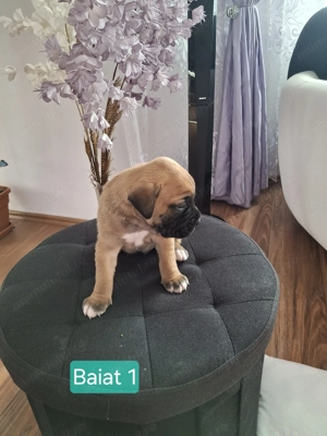 Caini boxeri - pui 1 luna