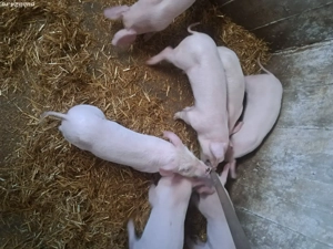 vind purcei - imagine 3