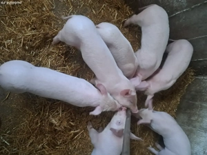 vind purcei - imagine 5