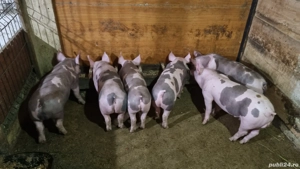 vând purcei pietrain 