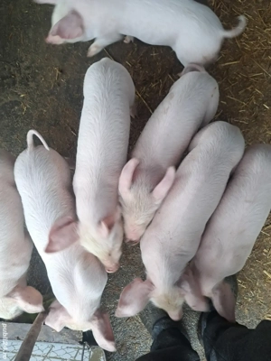 vind purcei - imagine 4