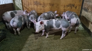 vând purcei pietrain  - imagine 2