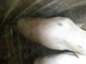 Vând porcii de la 60 kilograme pâna la 350 kilograme  - imagine 2