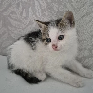 Ofer spre adoptie cea mai dulce pisicuta de 6 saptamani