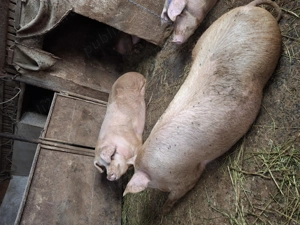 Porc de carne de vanzare
