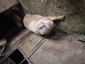 Porc de carne de vanzare - imagine 5