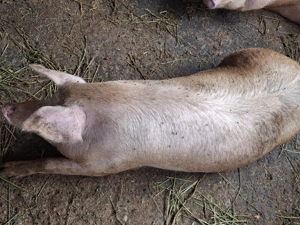 Porc de carne de vanzare - imagine 4