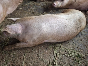 Porc de carne de vanzare - imagine 3