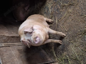 Porc de carne de vanzare - imagine 2