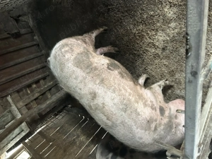 Porci jud Olt Balteni 