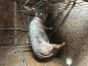 Porci jud Olt Balteni  - imagine 3